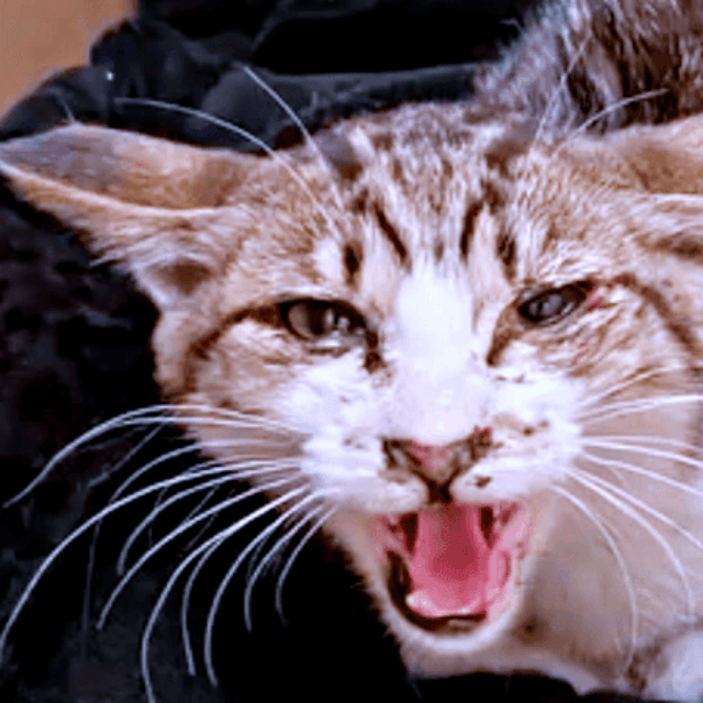 極寒の中、ひとりぼっちで鳴いていたそぼろくん（画像提供：おかかとそぼろの成長記録さん）