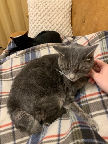 リズちゃんも変身。ブランケット越しにひざに乗るようになりました（恵里さん提供）