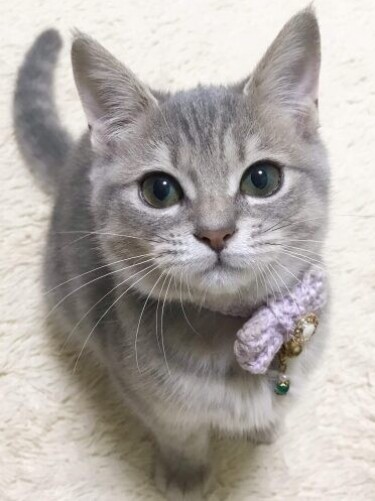 家にきたころの「ダイヤ」