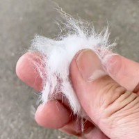 たった数回でこんなに！ 柴犬まつちゃんの換毛期がスタートしました（画像提供：白柴まつさん）