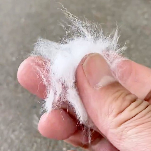 たった数回でこんなに！ 柴犬まつちゃんの換毛期がスタートしました（画像提供：白柴まつさん）