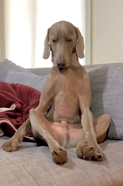 睡魔と戦うワンちゃんの動画がTwitter上で話題を集めた（「ルピロア ワイマラナー」さん提供、Twitterよりキャプチャ撮影）