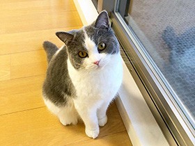 ホームセキュリティーはおまかせあれ　牛柄ブリショ「モニャ」