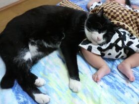 もうすぐ24歳のおじいちゃん猫　３世代の家族に愛され、自由気ままに幸せな日々