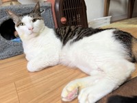 病院帰りのモモ太くん。お薬を飲ませてもらっているので口の周りが黄色いです