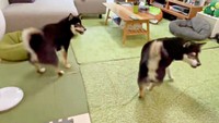 くるっと一回転するおすわりをして飼い主さんを見つめる（左から）伊織くん、信濃くん（画像提供：まさかずさん）