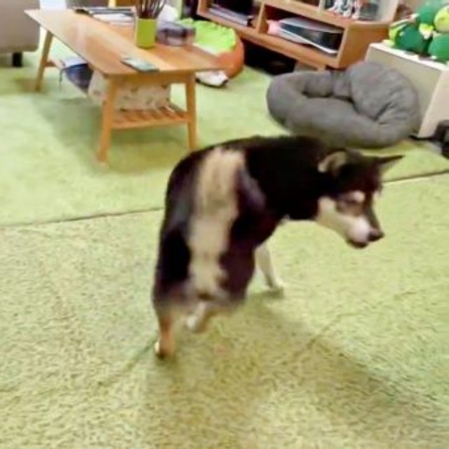 くるっと一回転するおすわりをして飼い主さんを見つめる（左から）伊織くん、信濃くん（画像提供：まさかずさん）