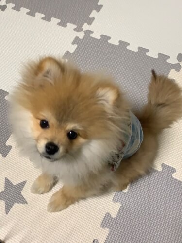 家にきたころの「ふじ」


