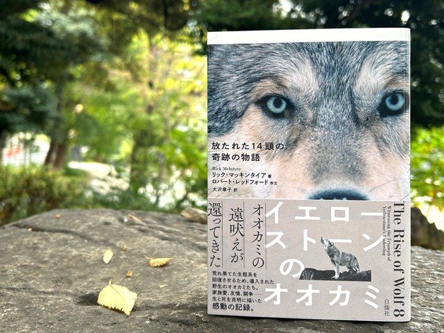 クマ被害の時代に、生き物たちの環境を考える――『イエローストーンの