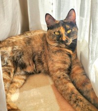 窓辺でニャルソックしながら日向ぼっこするふがしちゃん（画像提供：ふがしちゃん サビ猫さん）