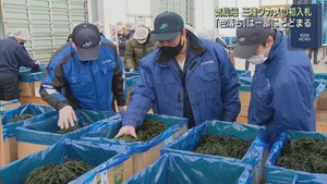 三陸ワカメの初入札　色落ちは一部にとどまる　宮城・気仙沼市