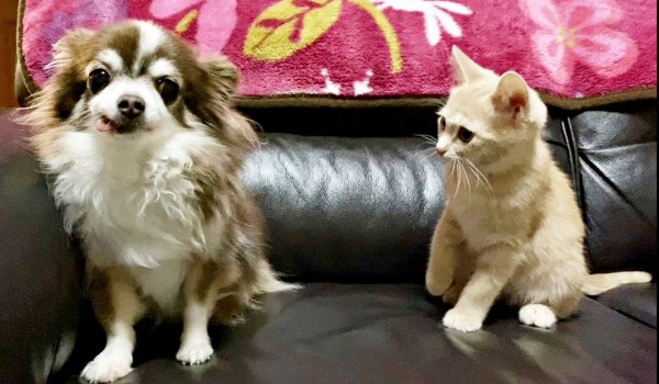 先住犬と一緒に仲良く過ごすきなこくん（画像提供：まっちゃさん）