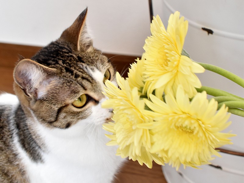 路上で保護されたビビりの子猫 初めはシャーッと威嚇、いまでは