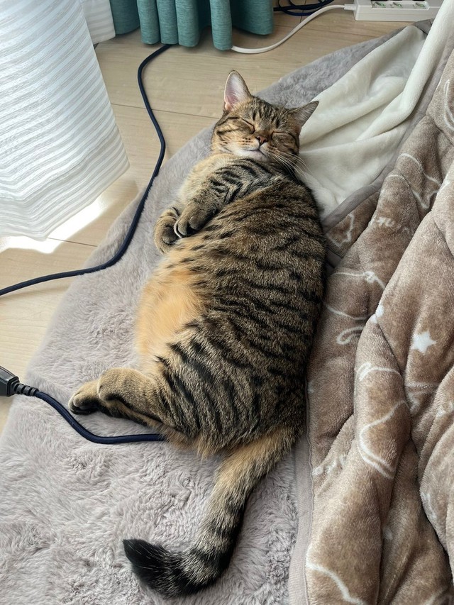 伸び〜の前はこんな寝姿＝もなさん（@monamofumofu）提供