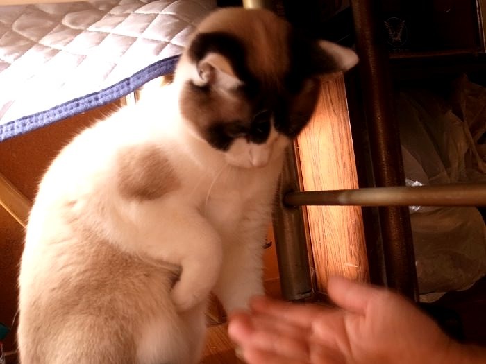 「お手も練習中だよ」