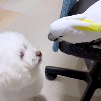 じっと見つめるミルクちゃん（左）と、椅子の上から首を伸ばして顔を近づけるあめちゃん（右）（画像提供：ダンシングオウムと監視犬さん）