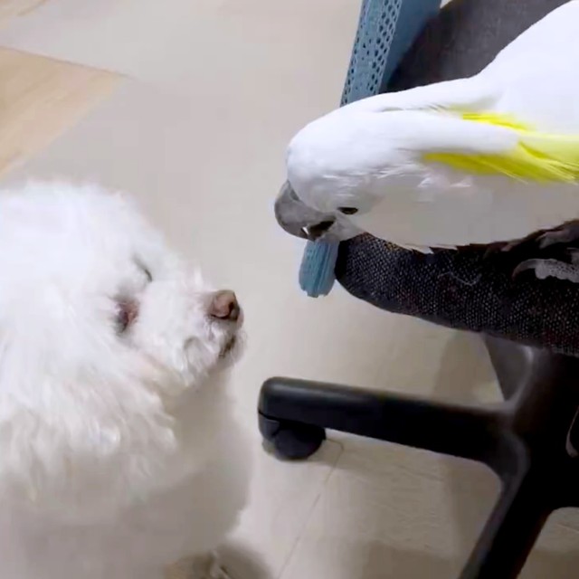 じっと見つめるミルクちゃん（左）と、椅子の上から首を伸ばして顔を近づけるあめちゃん（右）（画像提供：ダンシングオウムと監視犬さん）