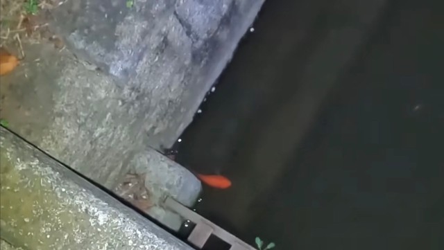 再び姿を現した"赤い魚"／あらかわさん（@Arakawa455）提供