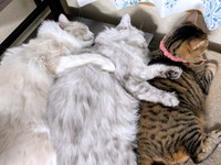 まるで3色団子！？ （左から）りおらくん、しゅらくん、みらちゃん（画像提供：みしゅりさん）