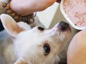 ペットのための栄養学　「手作り食」で栄養学に関心を