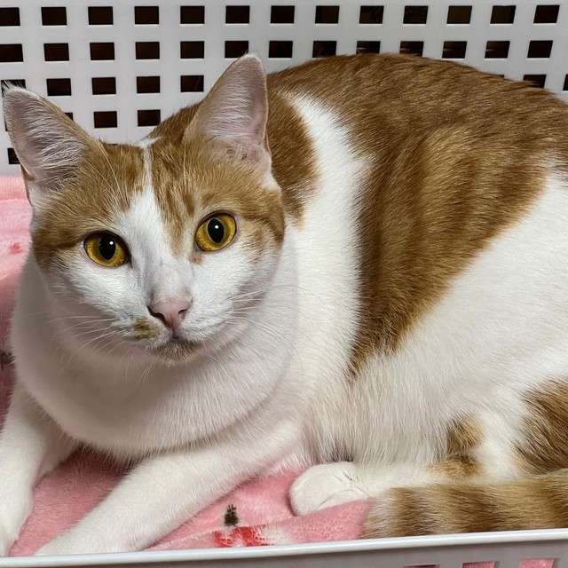 カゴの中でくつろぐかりんちゃん