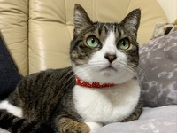 「大丈夫？お母さん」と言うハチミツくん＝みふゆ(三冬)さん（@mifuyu_916）提供