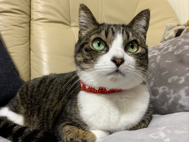 「大丈夫？お母さん」と言うハチミツくん＝みふゆ(三冬)さん（@mifuyu_916）提供