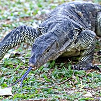 路上で突然、遭遇！？ 世界で2番目に大きい「ミズオオトカゲ」 ※画像はイメージです（dhayes:stock.adobe.com）