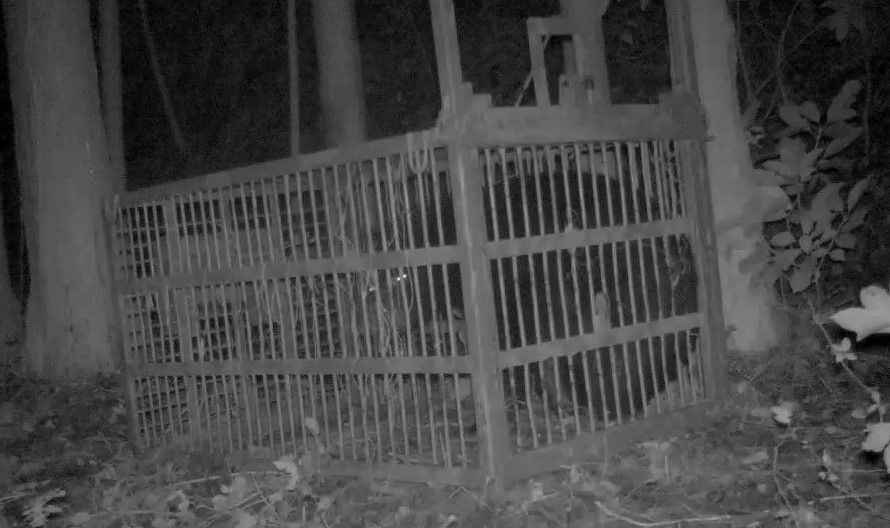 宮城・富谷市でクマ１頭捕獲　１２日には住民がクマに襲われけが　