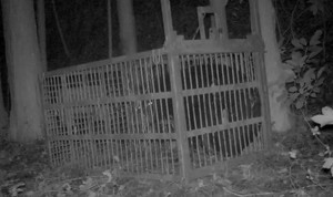 宮城・富谷市でクマ１頭捕獲　１２日には住民がクマに襲われけが　