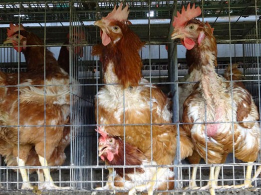 あなたの卵の選択でニワトリたちに動き回る自由を