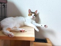 「次の戦いも楽しみですにゃ」（画像提供：セルゥゥゥゥァァァァァさん）