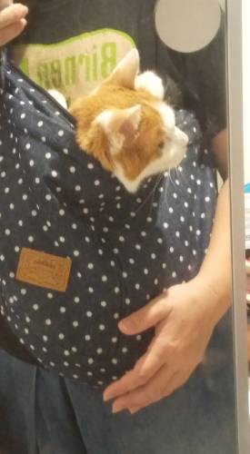 あまりにも抱っこをせがむもんだから、とうとうスリングを導入しました。夏は暑いし重たいし。だけど幸せな重さなんですよね。