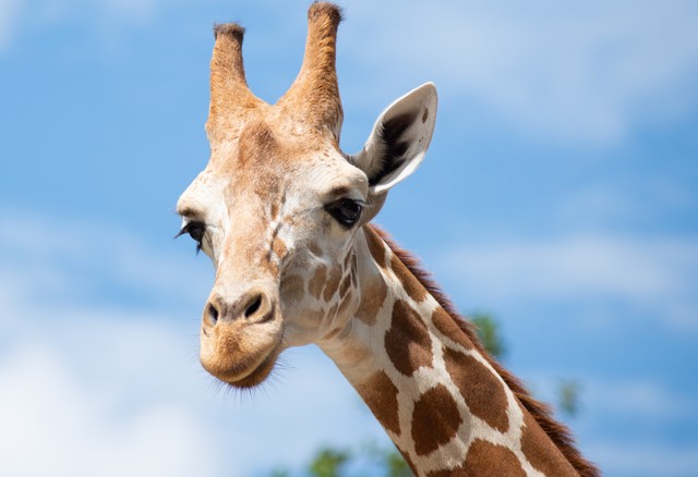 長いまつ毛と大きな黒目のキリン※画像はイメージです（J.NATAYO/stock.adobe.com）