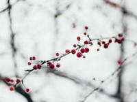髪も制服も真っ白になりながら夢中になって遊んだ、あの雪の朝