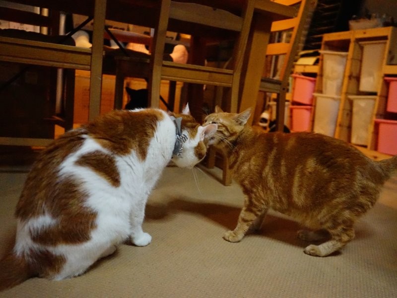 仲良し夫婦の演歌とメロデイの間には（外で暮らした時代）９匹の子猫が生まれ、皆もらわれて幸せになった