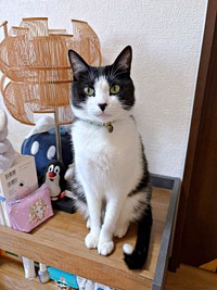 凛々しい表情が素敵なフジくん（画像提供：ろうそくしっぽのフジさん）
