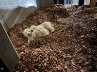 産室で寄り添う双子（提供＝仙台市八木山動物公園）