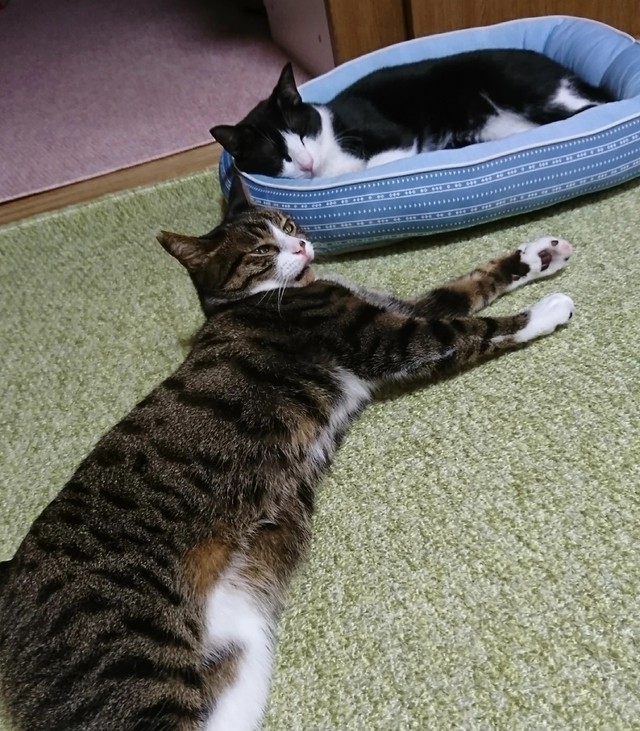 だんだん距離が縮まってきた先住猫ぷんちゃん（左）としじみちゃん