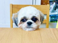 テーブルにちょこんとアゴのせするちょんちゃん（画像提供：ちょん吉さん）