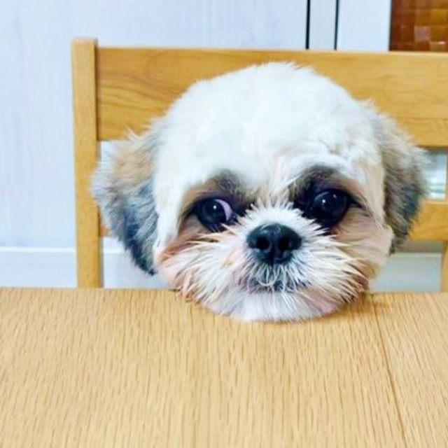 テーブルにちょこんとアゴのせするちょんちゃん（画像提供：ちょん吉さん）