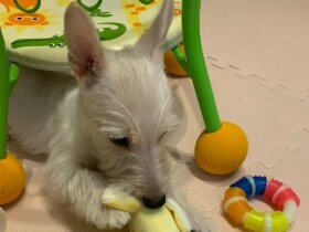ケージから出ると飼い主の手足にかみ付く子犬　心も傷つき育犬ノイローゼ