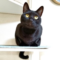 キャットタワーの上でくつろぐナツちゃん（画像提供：ミキサーさん）