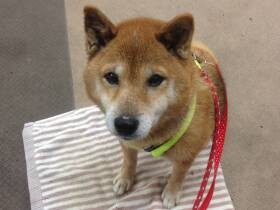 預かり中の老犬ココもびっくり！？　すっかりトレーニングにはまってしまいました