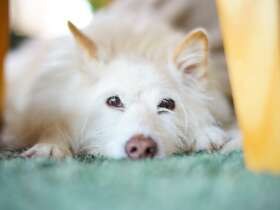 いってらっしゃい、早く帰ってきてね　ふわふわMIX犬「あき」