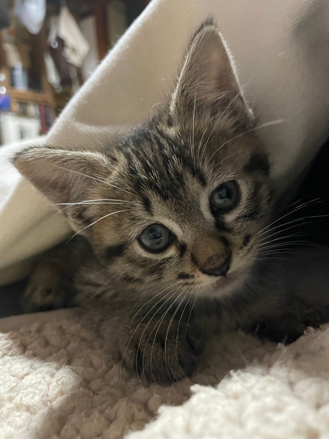 「ねこといっしょ」さんの職場の植え込みで鳴いていたしま子ちゃんを保護したという（提供写真）