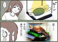 亀は意外と足が長い　©︎カメユ