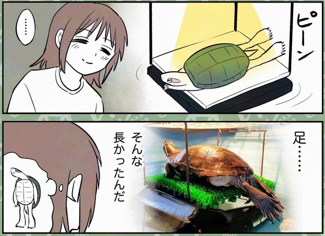 亀は意外と足が長い　©︎カメユ