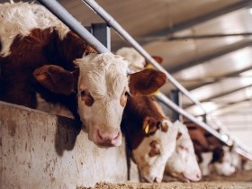 動物虐待のガイドライン、産業動物はどうなる？　平等に守られるよう注視が必要