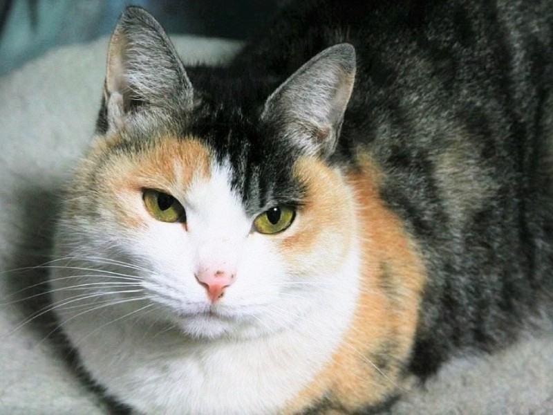 暮らし始めて７年目。推定9歳（いっとくさん提供）